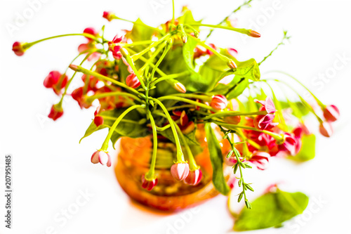 Fresh bright flower of madhumati or honey suckle or Rangoon creeper or chinese honeysuckle or Combretum indicum in a orange colored vase isolated on white. photo