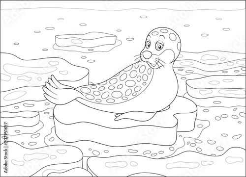 Spotted seal on a drifting ice floe in a polar sea, black and white vector illustration in a cartoon style for a coloring book