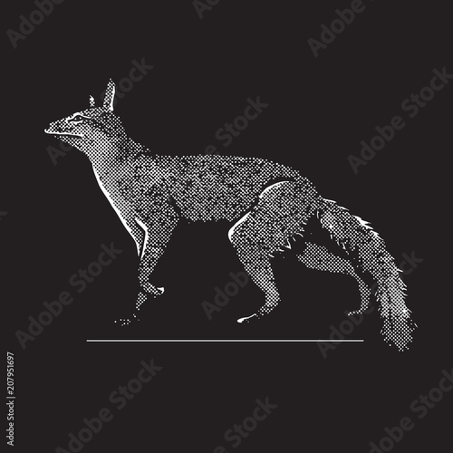 Walking fox in graphic engraving isolated on black background.  Vector illustration of cute animal in vintage style  side view.
