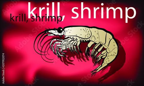 Shrimp