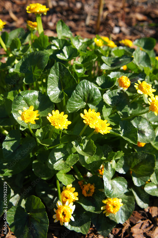 Ranunculus ficaria collarette yellow flowers Ranunculus ficaria collarette yellow flowers