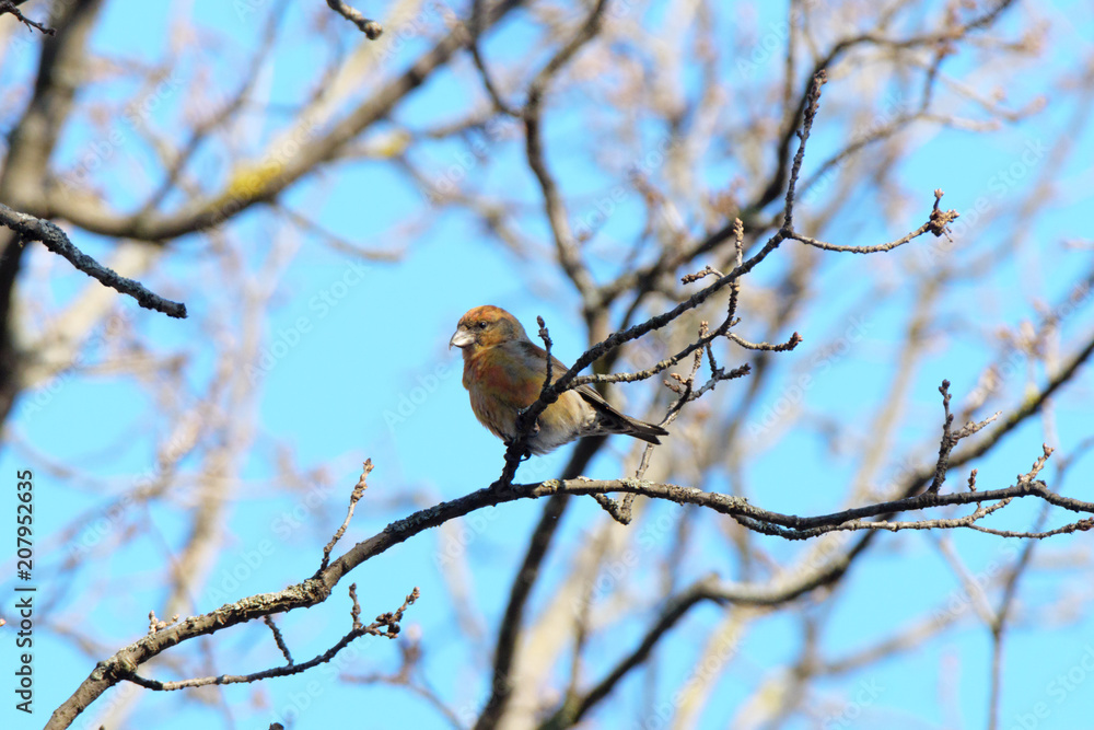Crossbill (Loxia curvirostra). Crossbill (Loxia curvirostra).
