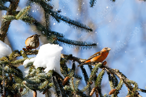 Crossbill (Loxia curvirostra).