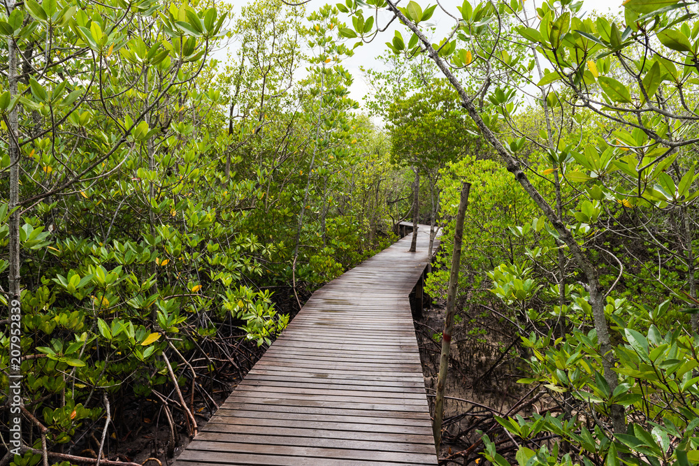 Mangrove forest with wooden path