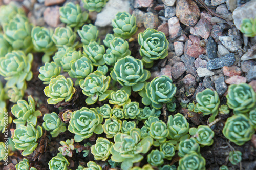Green sedum pachyclados succulent plant on rocks