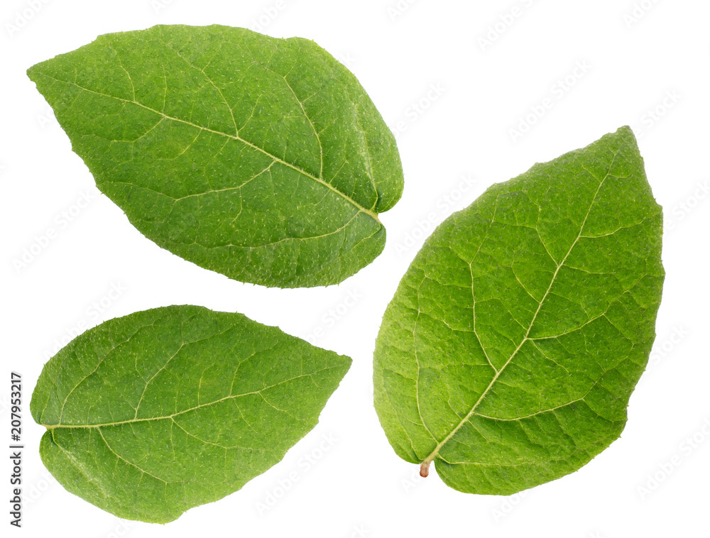 Kiwi leaves isolated on white background Kiwi leaves isolated on white background