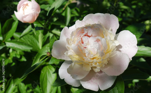 White blooming peony flower with drops of dew photo