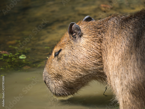 Wallpaper Mural Capybara Torontodigital.ca