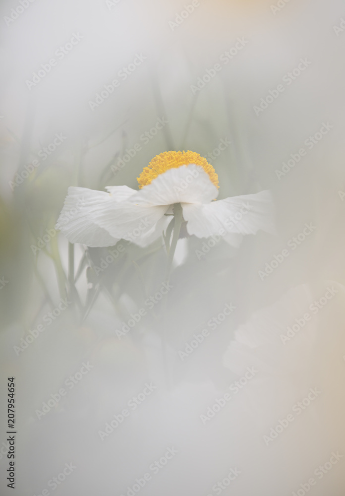 Obraz premium Details of California tree poppy flowers