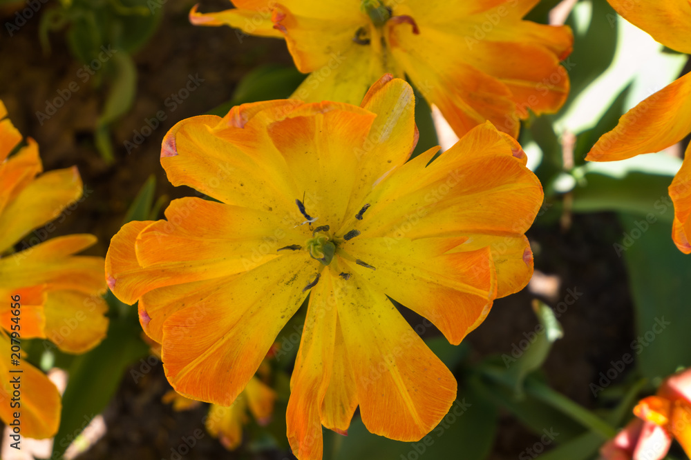 Fototapeta premium yellow-orange tulip