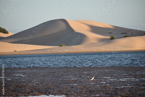 The biggest sand dunes from South Africa near the Sundays River in Colchester near Addo Elephant Park