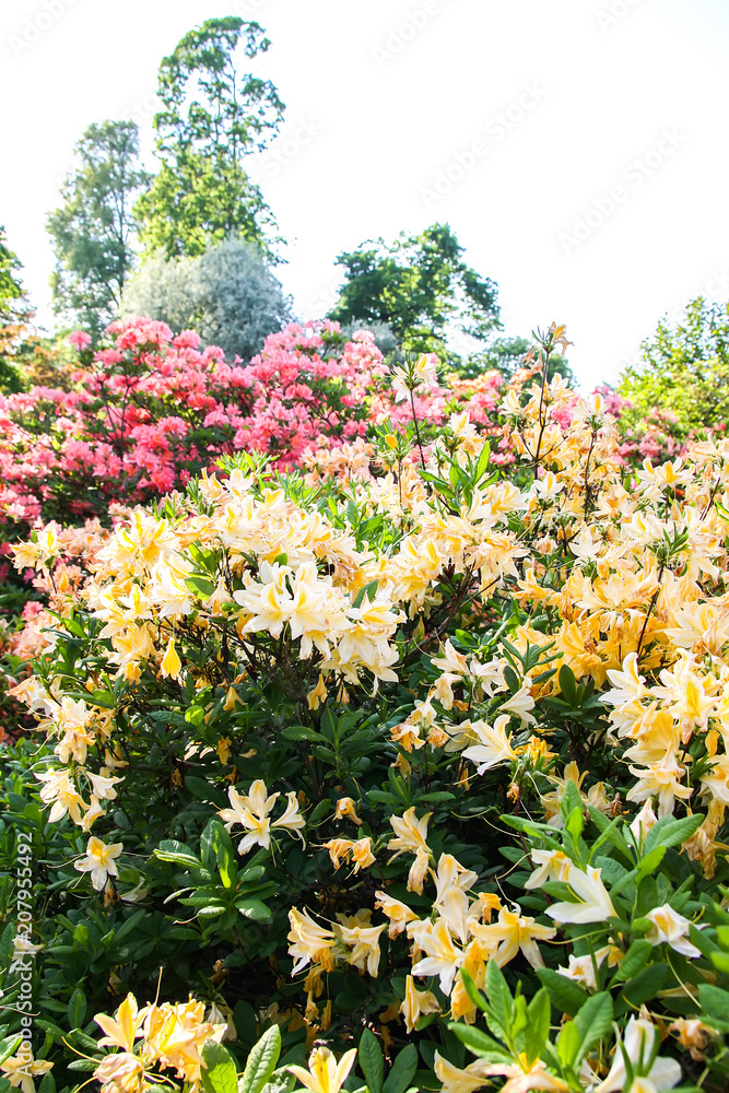 Rhododendron plant fragrant beautiful flowers blooming in spring park. Rhododendron plant fragrant beautiful flowers blooming in spring park.