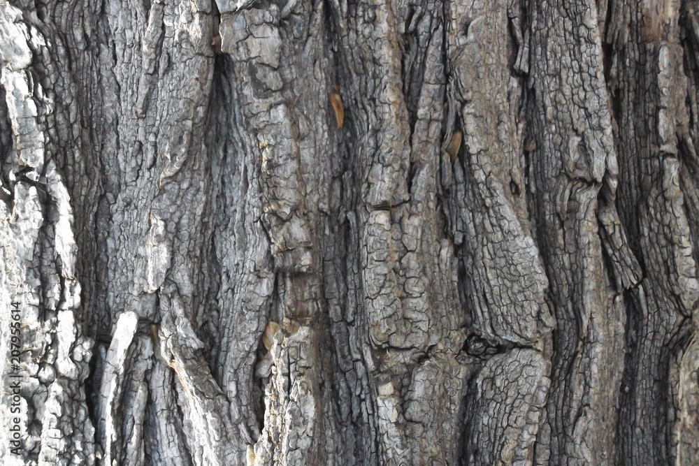 corteccia di albero corteccia di albero