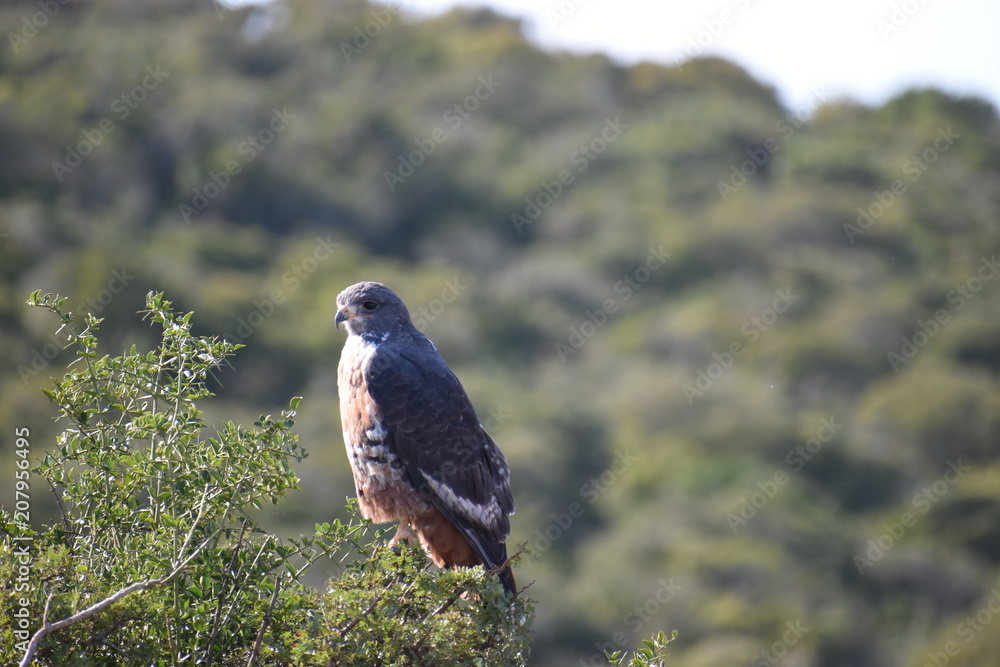 Fototapeta premium A beautiful colorful little bird is sitting on a tree branch in the Addo Elephant Park in South Africa