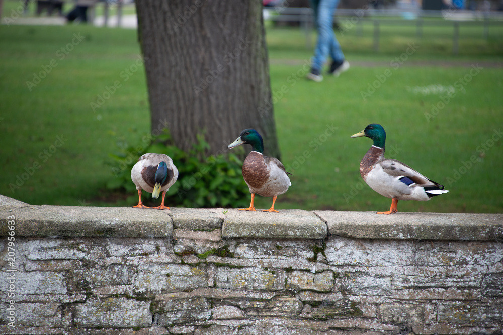 Fototapeta premium funny picture of three male ducks in a row on a stone wall with one looking down as though it has spotted something in the water