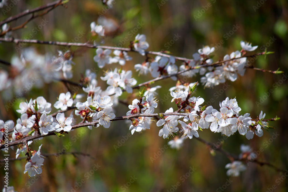 Flowering trees in the spring. When Apple trees bloom. Flowering trees in the spring. When Apple trees bloom.