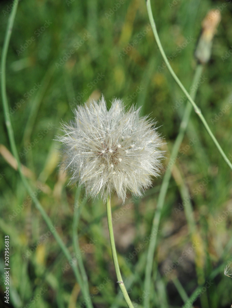 fluffy dandelion close-up