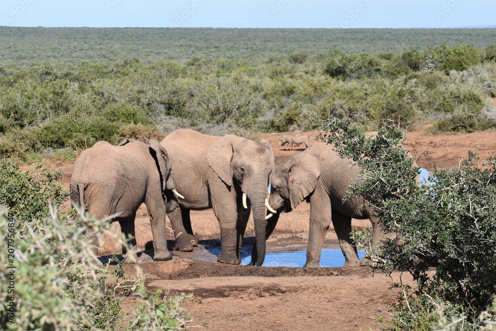 Fototapeta premium Closeup of an elephant family standing on a waterhole in Addo Elephant Park in Colchester, South Africa