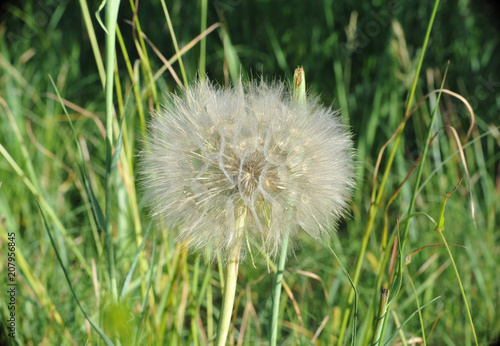 fluffy dandelion close-up