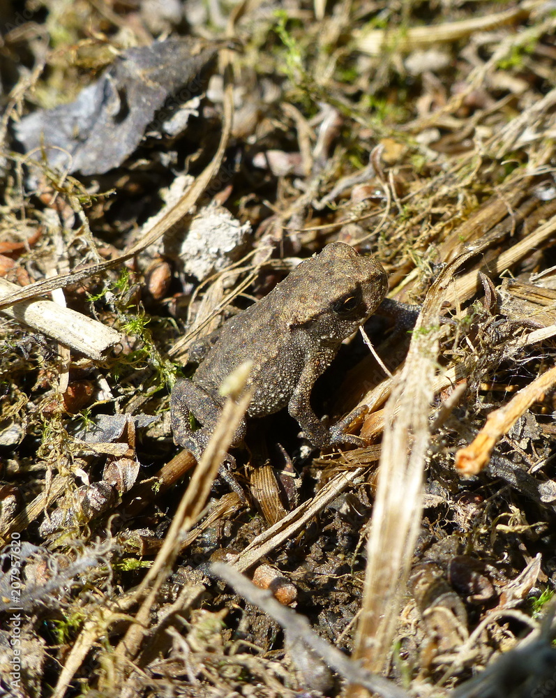 Small brown frog standing on dry grass