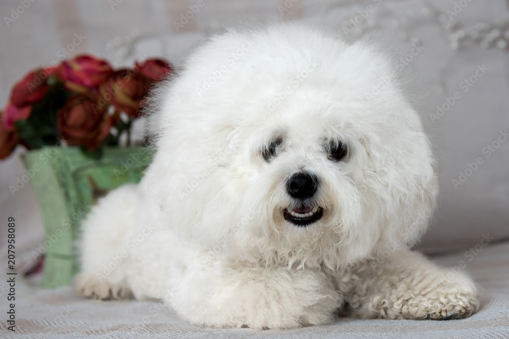 Beautiful grown up Bichon Frise pure breed dog lying and looking into camera