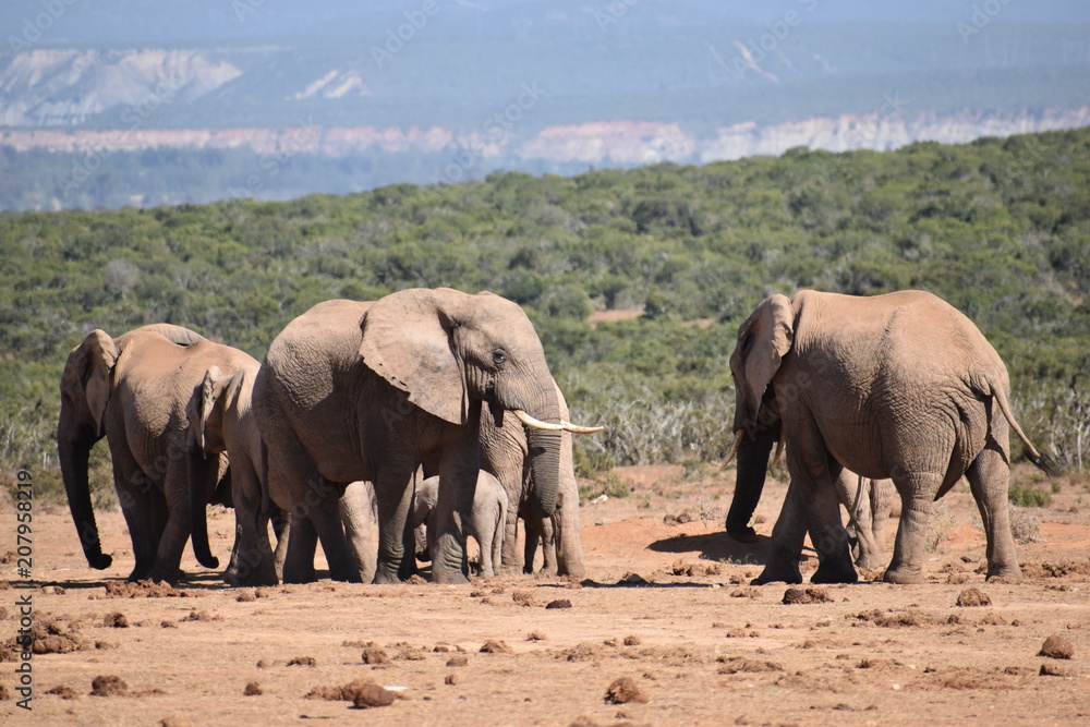 A large herd of elephants at a waterhole drinking water on a sunny day in Addo Elephant Park in Colchester, South Africa 