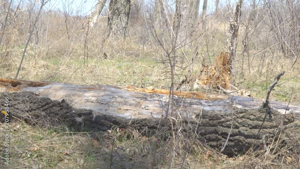 Old dry trunk of fallen tree on the ground Old dry trunk of fallen tree on the ground