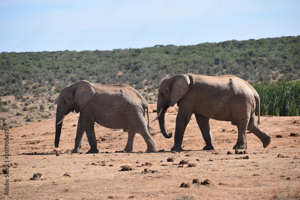 Closeup of an elephant couple in Addo Elephant Park in Colchester, South Africa Closeup of an elephant couple in Addo Elephant Park in Colchester, South Africa