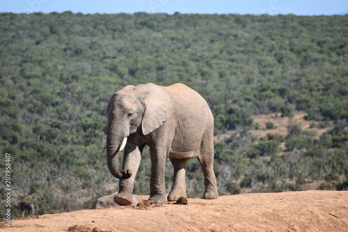 A beautiful grey big elephant in Addo Elephant Park in Colchester  South Africa