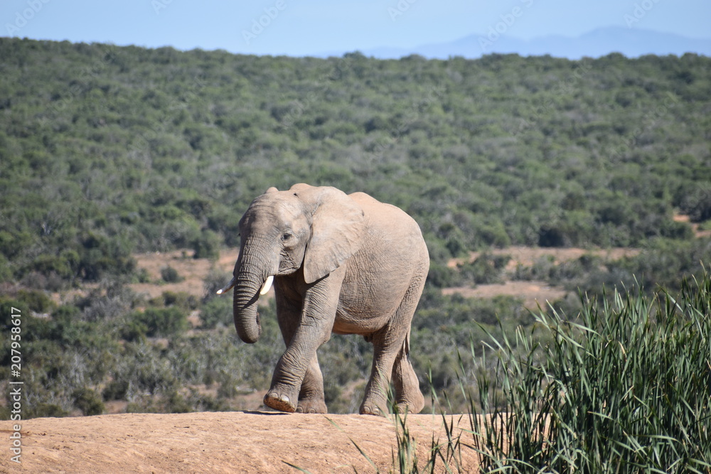 A beautiful grey big elephant in Addo Elephant Park in Colchester, South Africa A beautiful grey big elephant in Addo Elephant Park in Colchester, South Africa