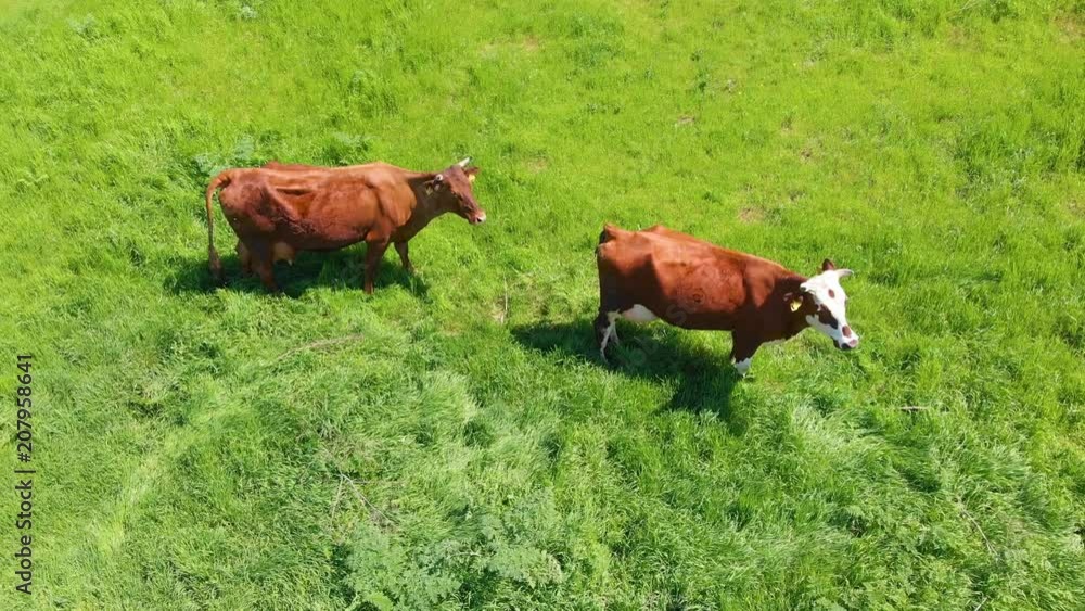 Aerial view of cattle, a group of cows calmly walking and chewing grass on a bright green meadow in a village near a lake. Walking cows on a farm in the summer sun. 4K Aerial view of cattle, a group of cows calmly walking and chewing grass on a bright green meadow in a village near a lake. Walking cows on a farm in the summer sun. 4K