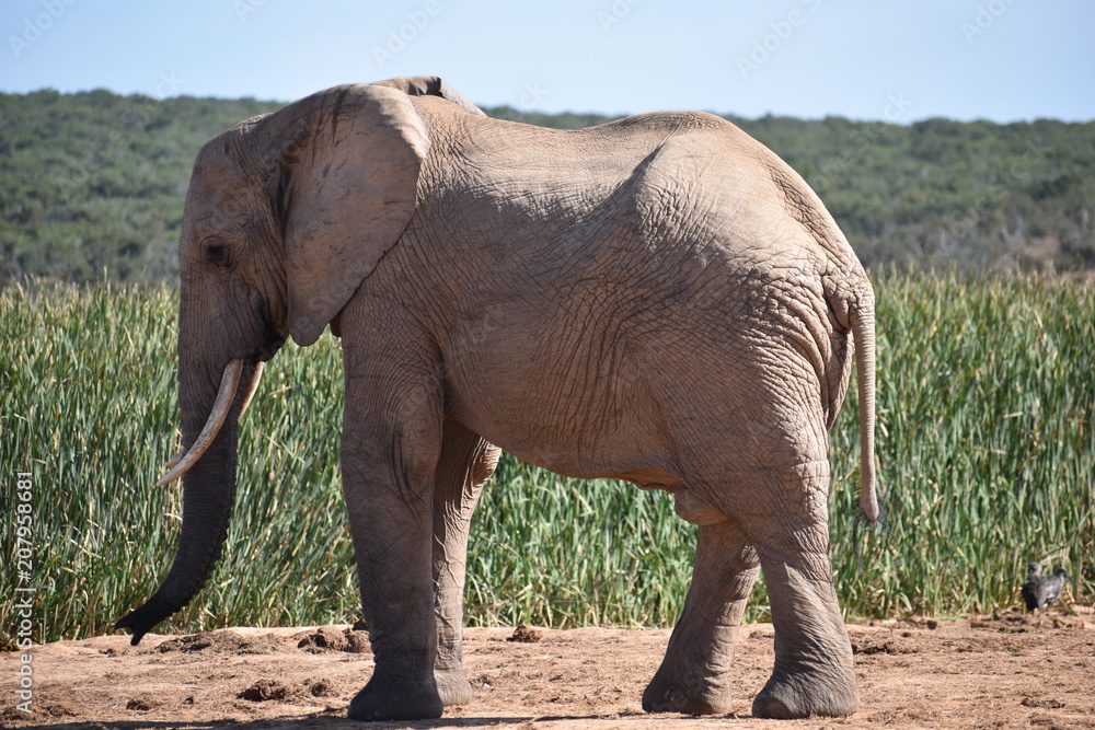 A beautiful grey big elephant in Addo Elephant Park in Colchester, South Africa A beautiful grey big elephant in Addo Elephant Park in Colchester, South Africa