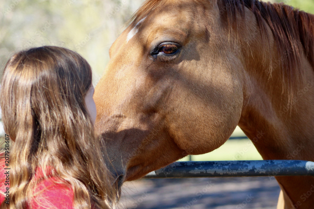 Girl and Horse Meeting over Gate Stock Photo Adobe Stock