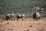 in Addo Elephant Park in Colchester, South Africa Closeup of an elephant family 