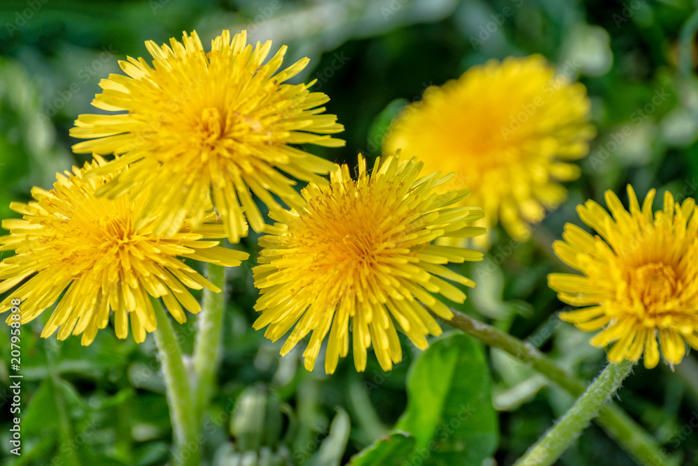Dandelion flowers on a summer meadow Dandelion flowers on a summer meadow