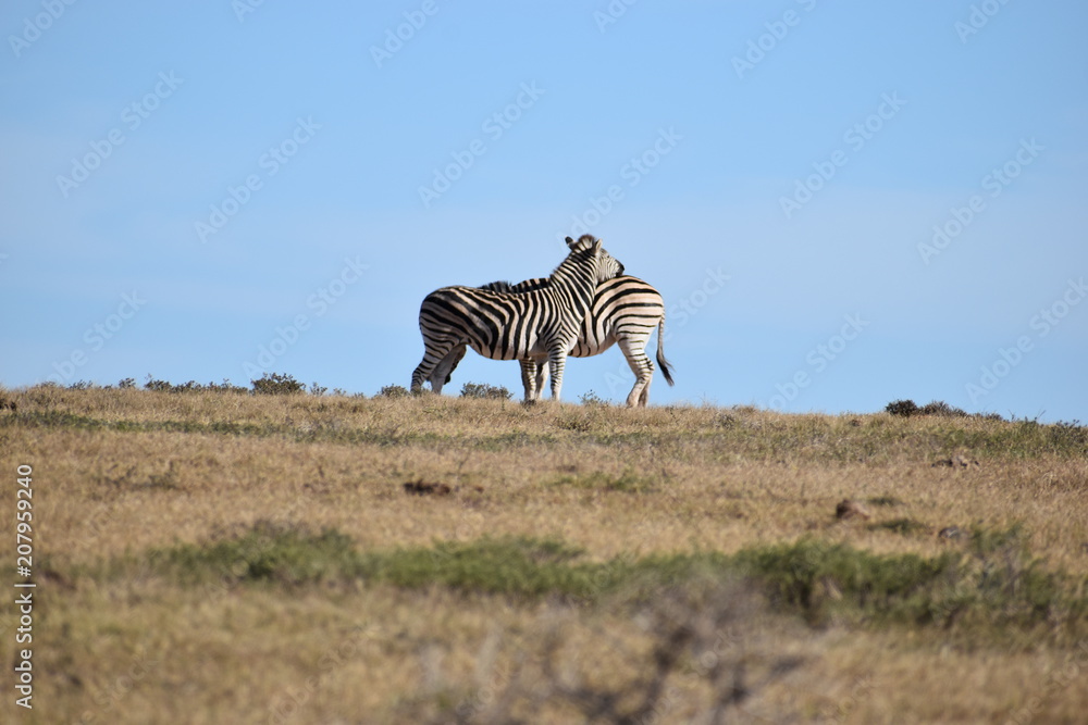 Obraz premium A beautiful zebra couple on a meadow in South Africa