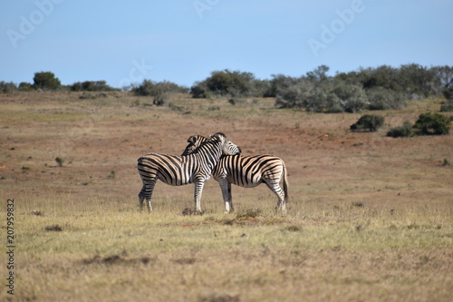 A beautiful zebra couple on a meadow in South Africa