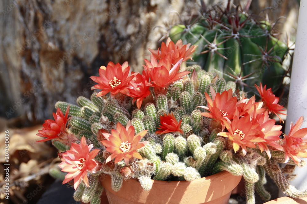 kleiner kaktus in voller blüte kleiner kaktus in voller blüte