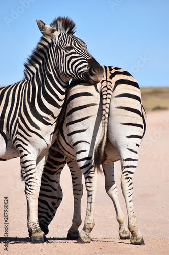  Two beautiful zebras on a street in South Africa © places-4-you