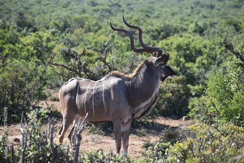 Closeup of a  Kudu in Addo Elephant Park in Colchester, South Africa