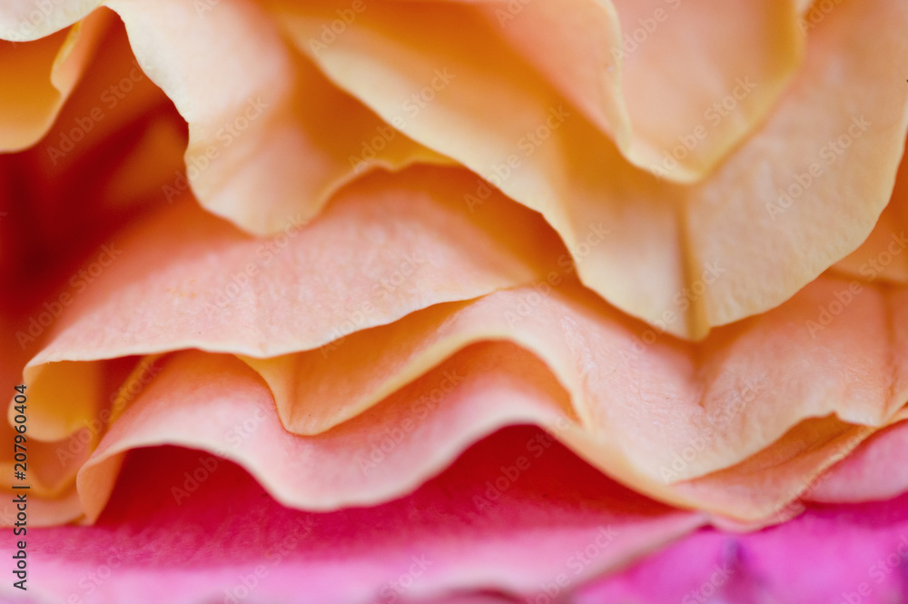 Close-up of rose petals. A photo for the background and screen saver.