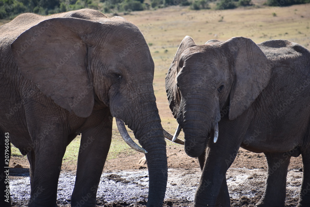 Obraz premium Closeup of an elephant couple in Addo Elephant Park in Colchester, South Africa