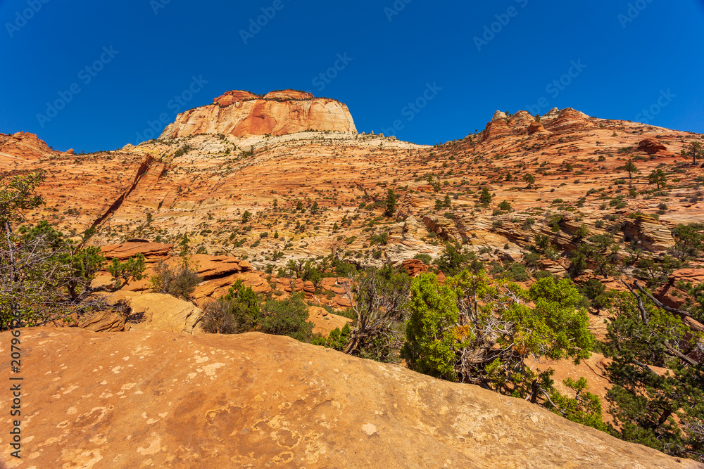 Fototapeta premium Nature landscape of Zion National Park, USA