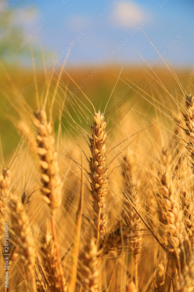 Fototapeta premium golden Wheat closeup