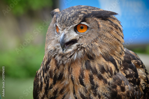 Eurasian eagle owl