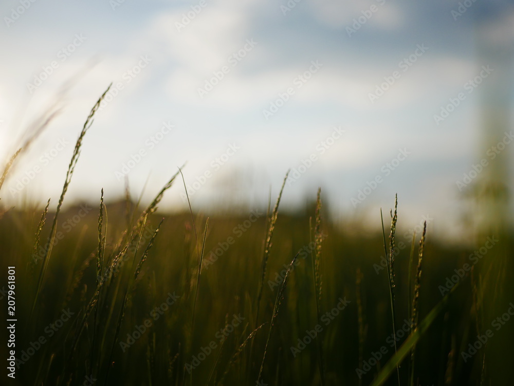 Obraz premium A sunset in the middle of the field