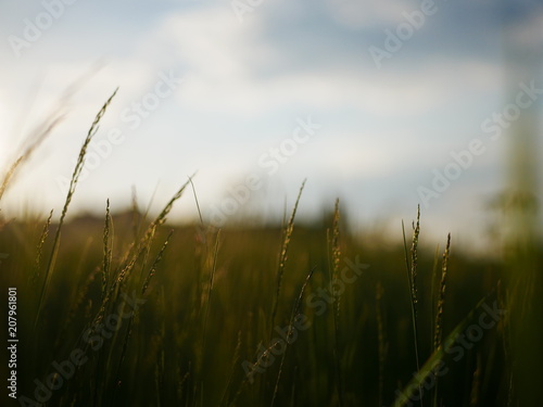 A sunset in the middle of the field