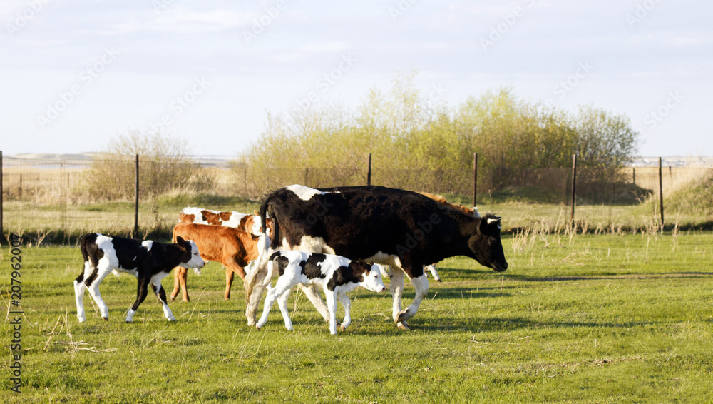 Cows graze in the meadow in the village Cows graze in the meadow in the village