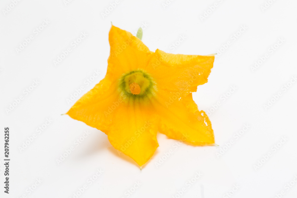 yellow summer squash blossoms yellow summer squash blossoms