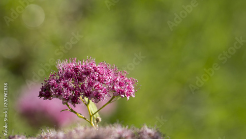 The flower of the red spiraea  the ornamental shrub used in landscape design  is well suited for decorating haircut